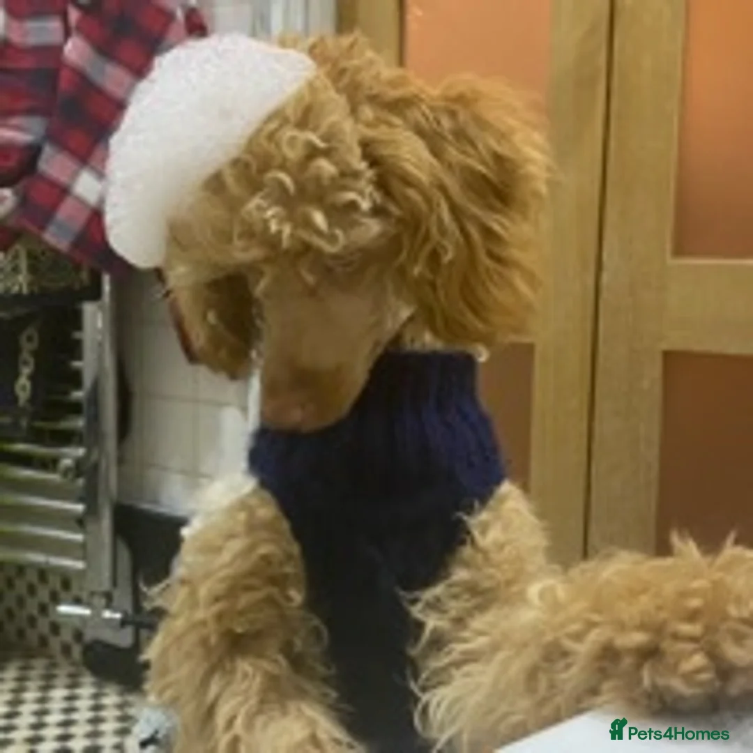 Toy Poodle dogs for stud: Famously known Toy Poodle Stud in Swindon - Advert 2