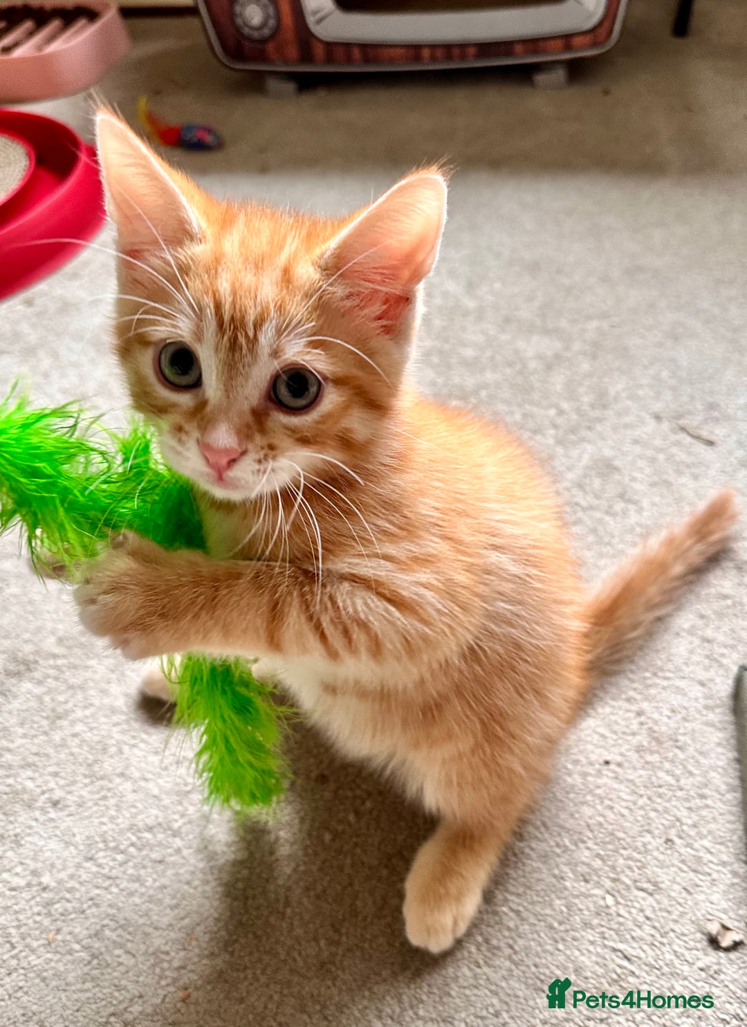 Mixed Breed cats for sale: Adorable bengal & tabby mix kittens - Image 26