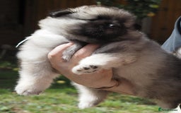 Keeshond dogs for sale: Keeshond Puppies available - Image 8
