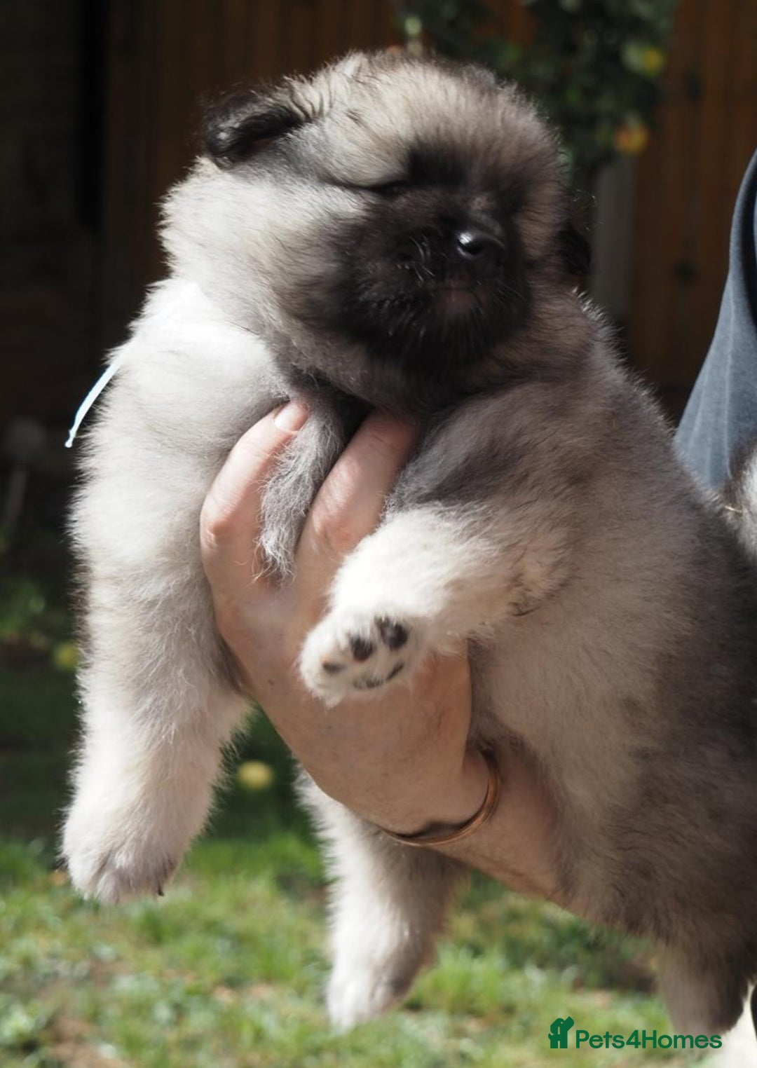 Keeshond dogs for sale: Keeshond Puppies available - Image 8