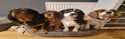 Cavalier King Charles Spaniel dogs for sale: Cavalier King Charles Spaniel Puppies - Pedigree - Advert 9