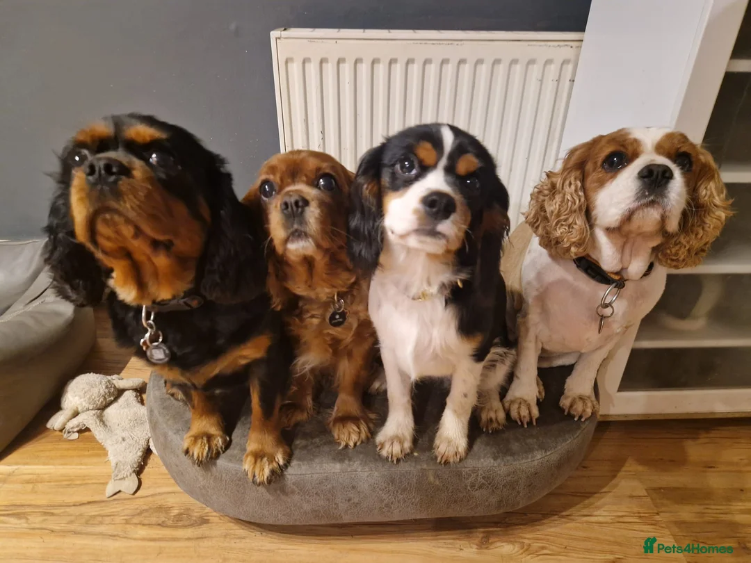 Cavalier King Charles Spaniel dogs for sale: Cavalier King Charles Spaniel Puppies - Pedigree - Advert 9