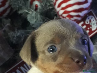 Chiweenie dogs Chiweenie puppies only one little boy left - Advert 5