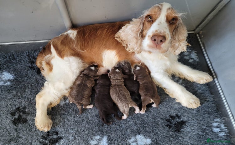 Cockapoo dogs Stunning f1 cockapoo pups - Advert 4