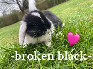 Mini Lop rabbits + Eight gorgeous mini lops for sale + - Advert 16