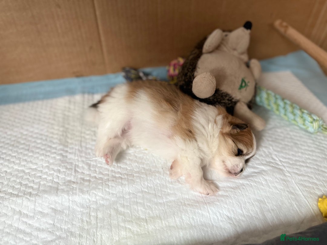 Pomchi dogs for sale: 3/4 Pom 1/4 chi Pomchi F1BB - Advert 18