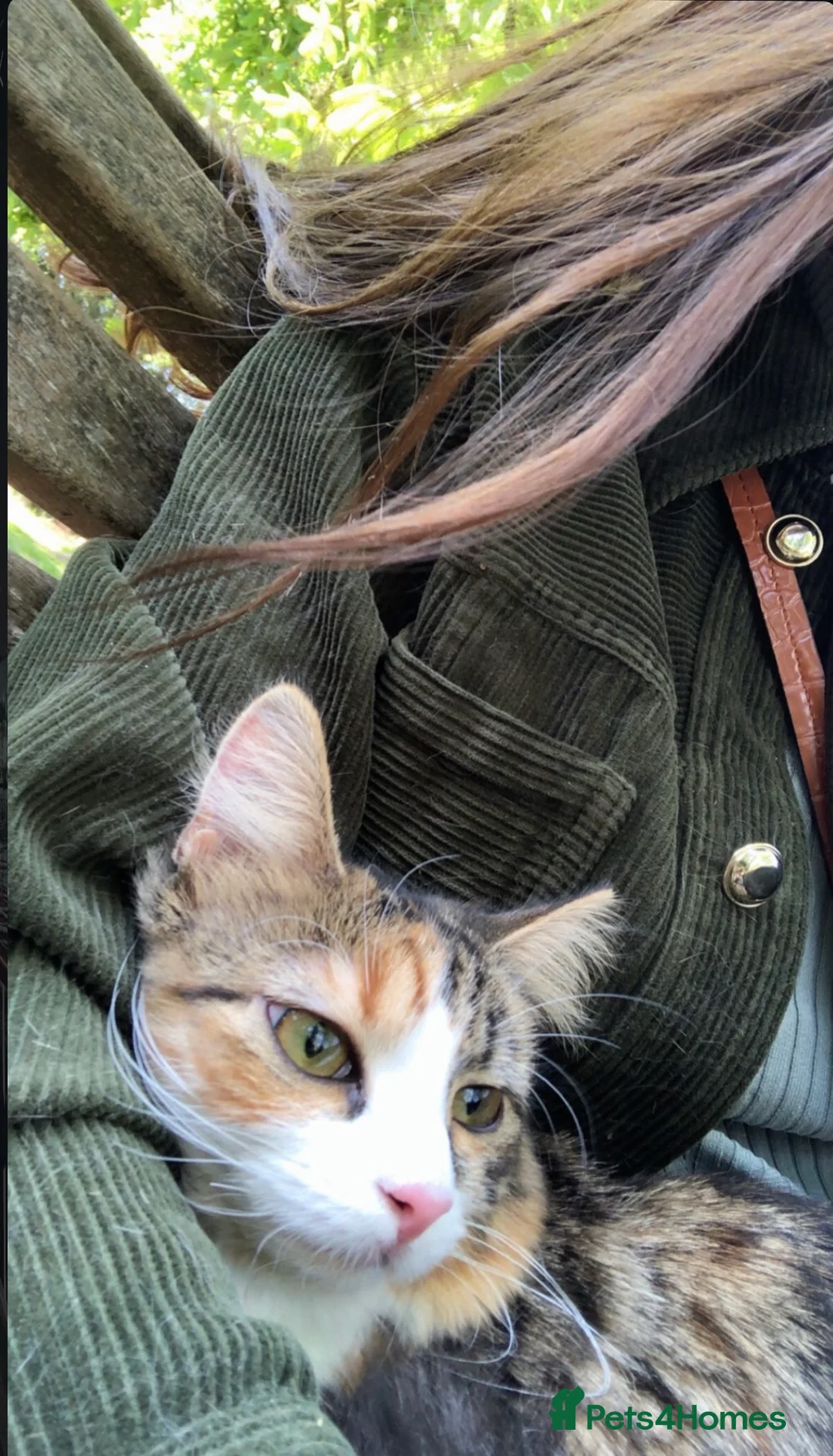 Siberian cats for sale: Purebred Siberian  in Exeter - Advert 4