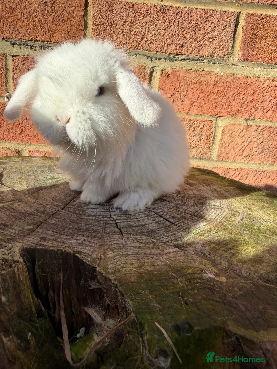 Mini Lop rabbits for sale: Mini Lops available - Advert 6