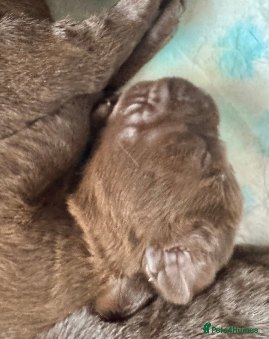 Labrador Retriever dogs for sale: 5 Stars 🌟 Chocolate Labradors  🌟  - Image 20