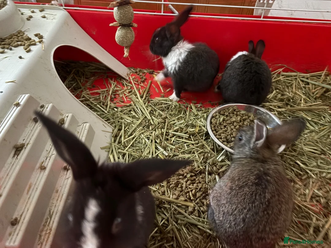 Tri Coloured Dutch rabbits for sale: Dutch rabbits  - Advert 7