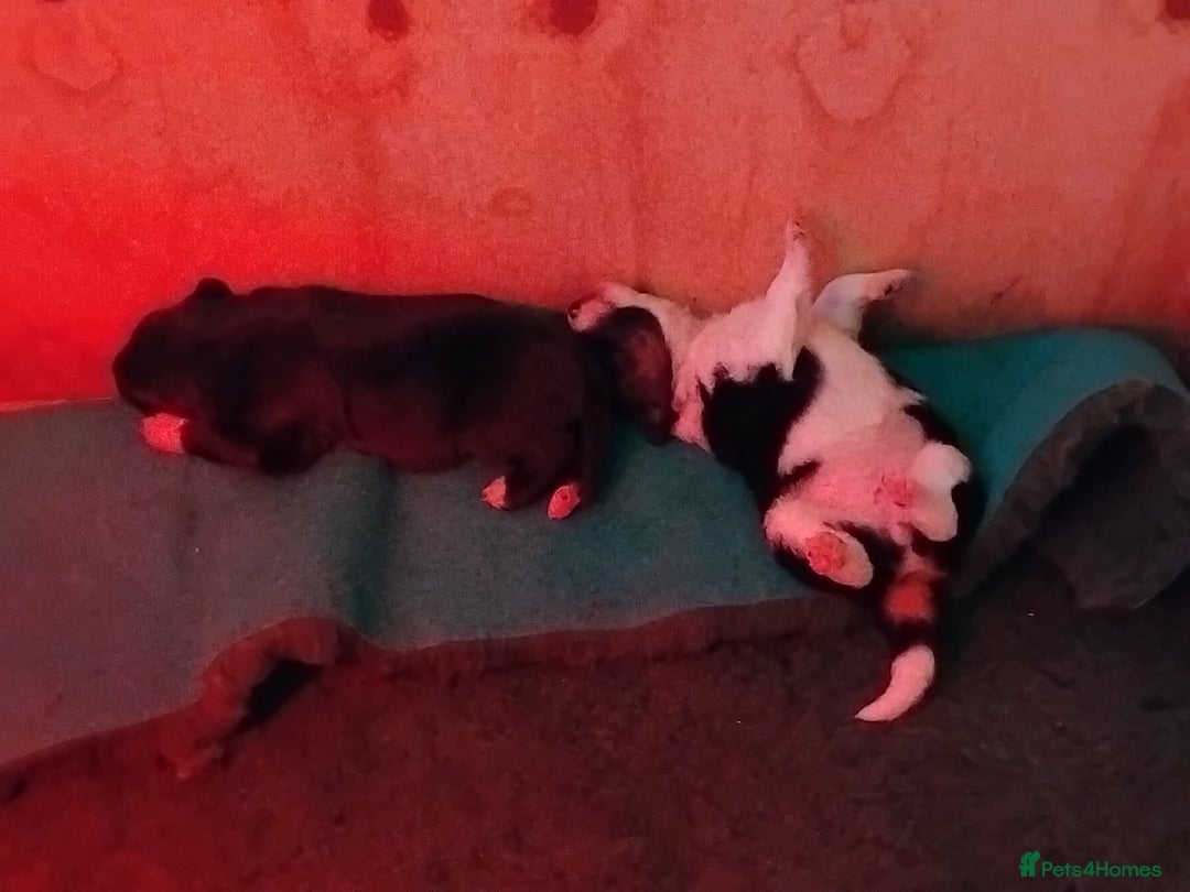 Border Collie dogs for sale: Border Collie 3/4 Kelpie 1/4 puppies - Image 14