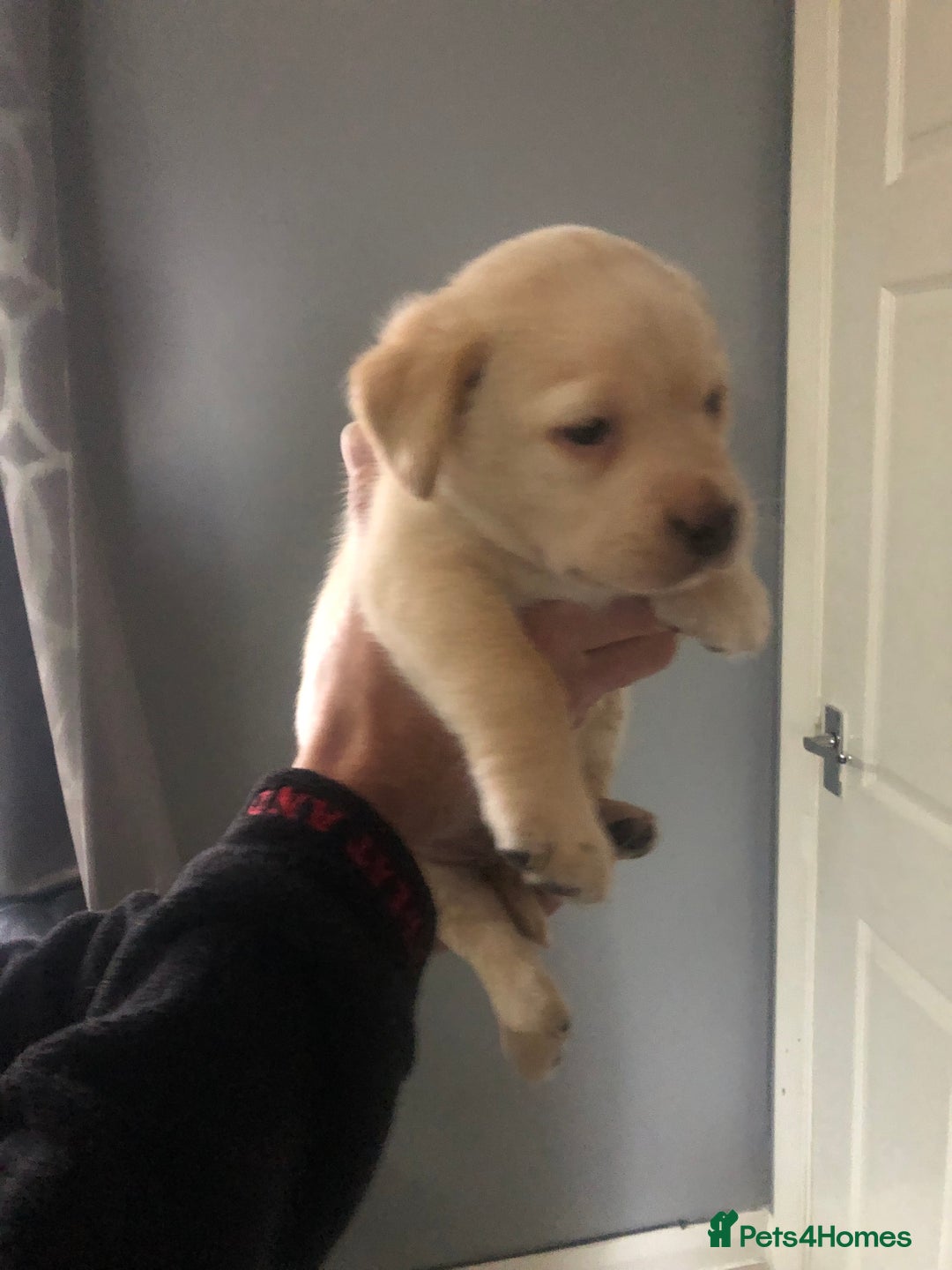 Labrador Retriever dogs for sale: Labrador pups - Advert 9