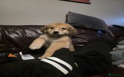 Mixed Breed dogs for sale: Bernese X swiss Shepard pups - Advert 7