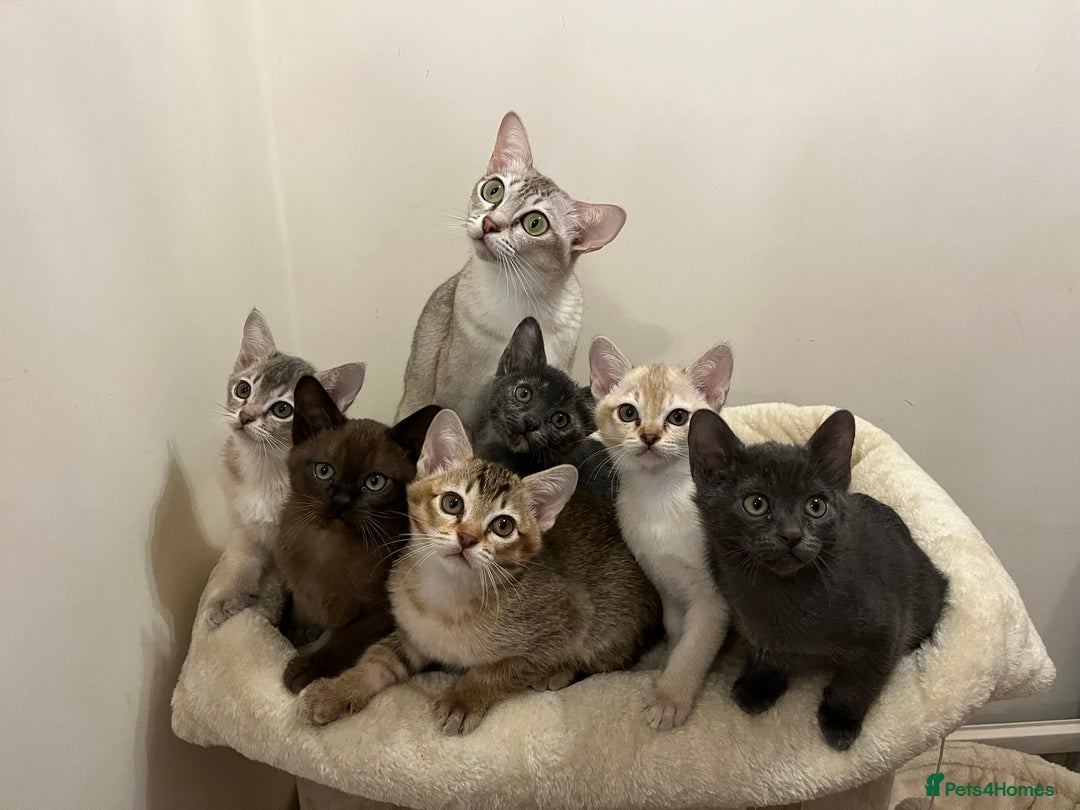 Burmese cats for sale: Quality Blue GCCF registered boy - Advert 3