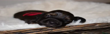 Shaded Red - Boy (Red Collar)