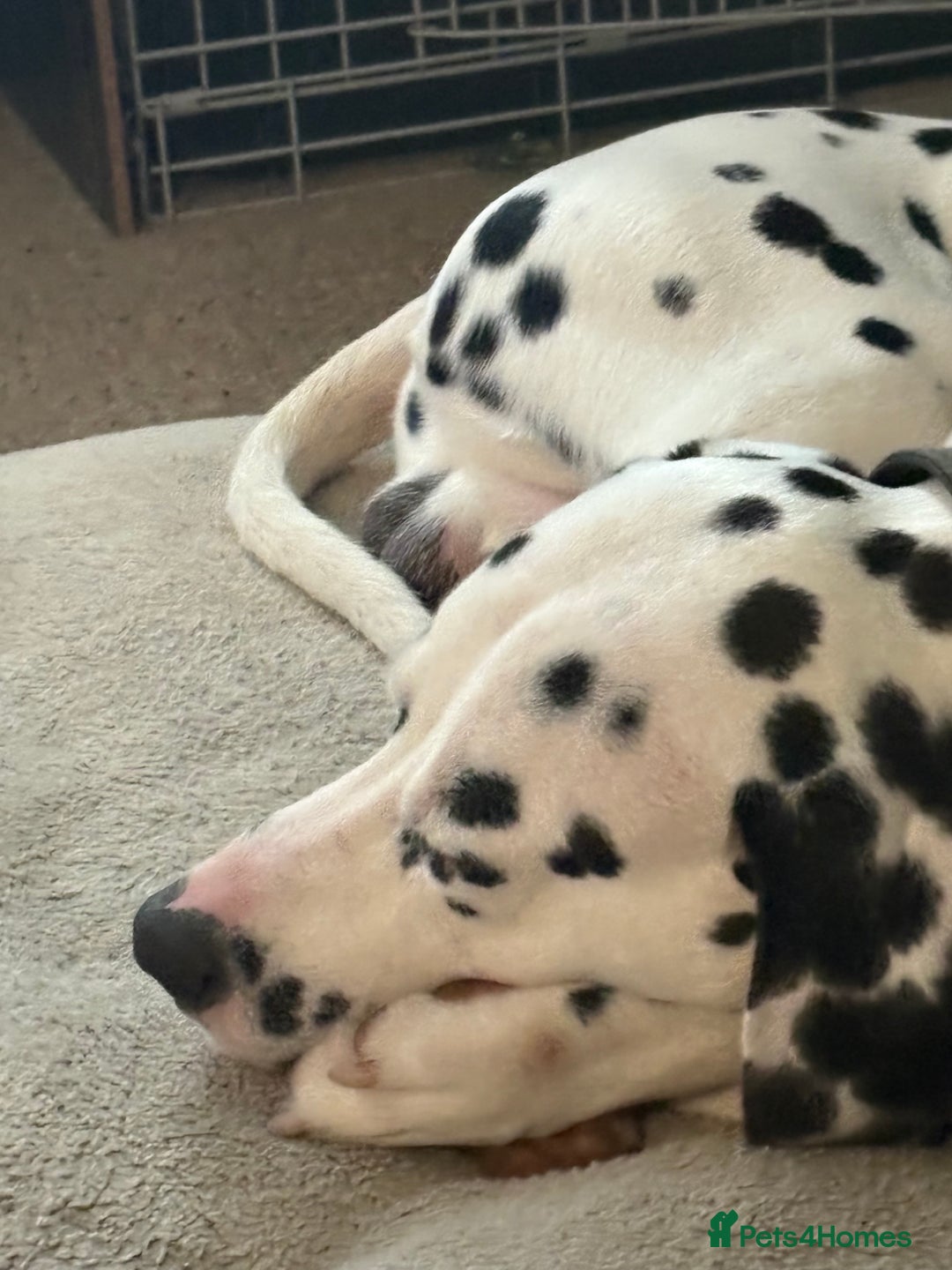 Dalmatian dogs for sale: Heartbreaking Sale – 2-Year-Old Male Dalmatian - Image 4