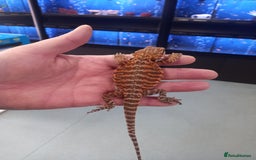 Bearded Dragon reptiles for sale: Baby bearded dragon  - Image 4