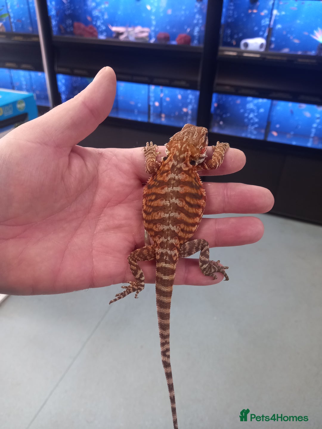 Bearded Dragon reptiles for sale: Baby bearded dragon  - Image 4