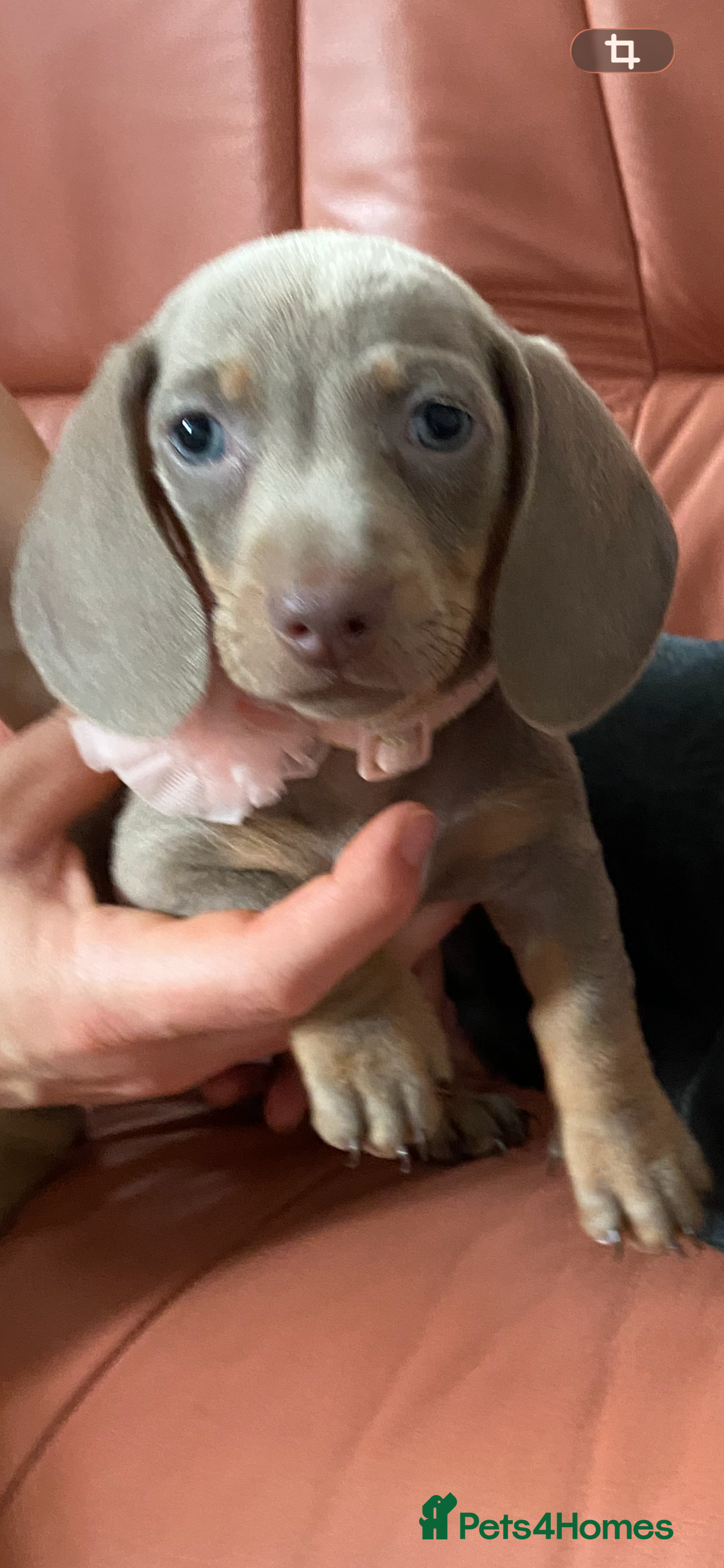 Dachshund dogs 9 Miniature Dachshunds – Ready 19th October! - Advert 4