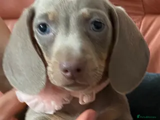 Dachshund dogs 9 Miniature Dachshunds – Ready 19th October! - Advert 4