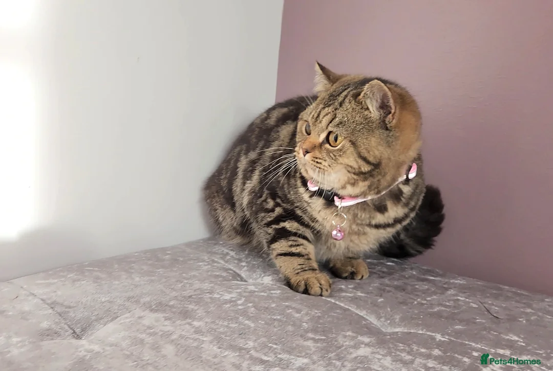 British Shorthair cats for sale: 🏆 Pedigree Silver British Shorthair Kittens 🏆 - Advert 20