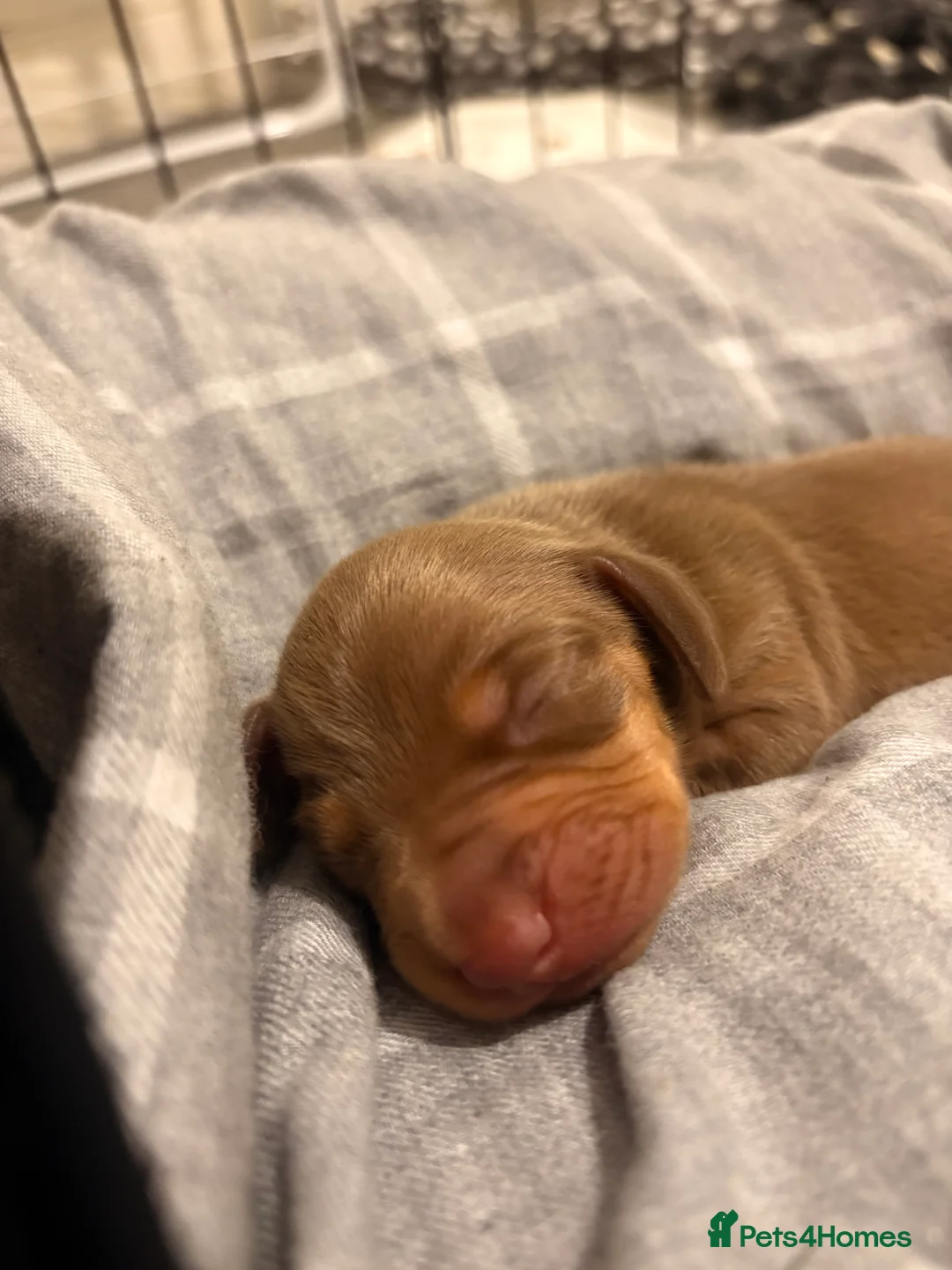 Miniature Dachshund dogs for sale: Miniature Dachshund Pups looking for Loving Homes - Advert 10