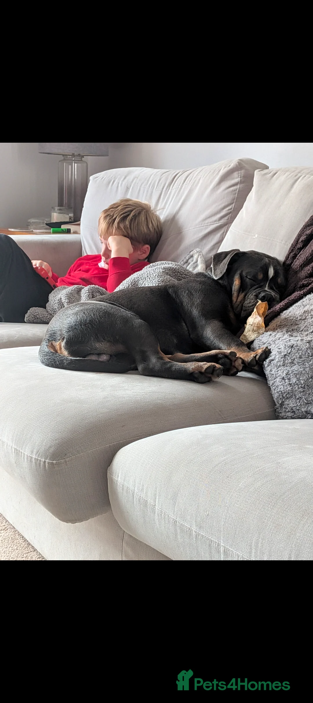 Mixed Breed dogs for sale: **10 months old bulldog cross** - Advert 10