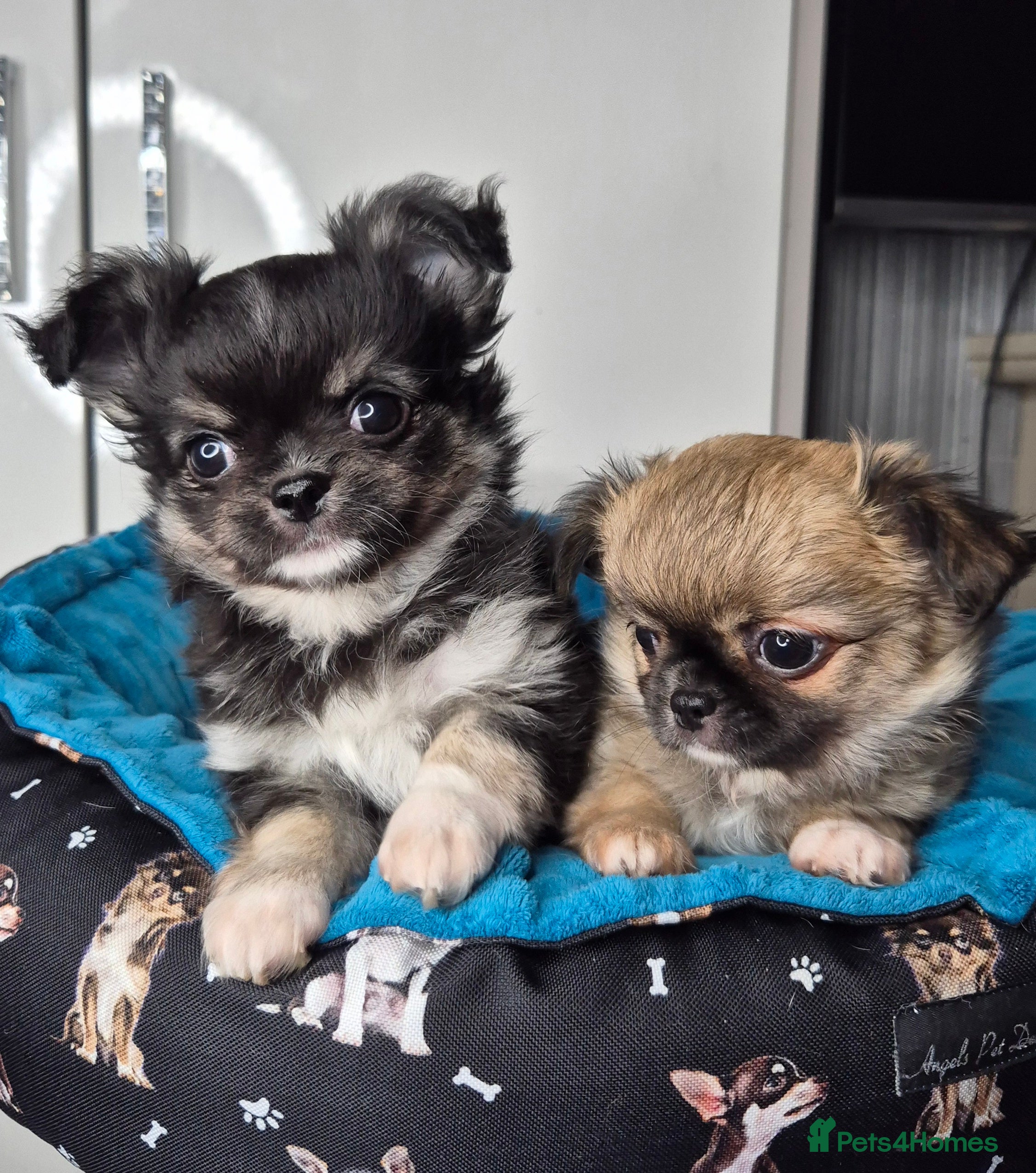 Chihuahua dogs ⚜️KC registered tiny Chihuahua puppies  - Advert 4