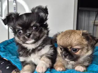 Chihuahua dogs ⚜️KC registered tiny Chihuahua puppies - Advert 4
