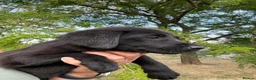 Labrador Retriever dogs for sale: 🖤🧡Fabulous Puppies Looking for a 5⭐️ home  - Advert 13