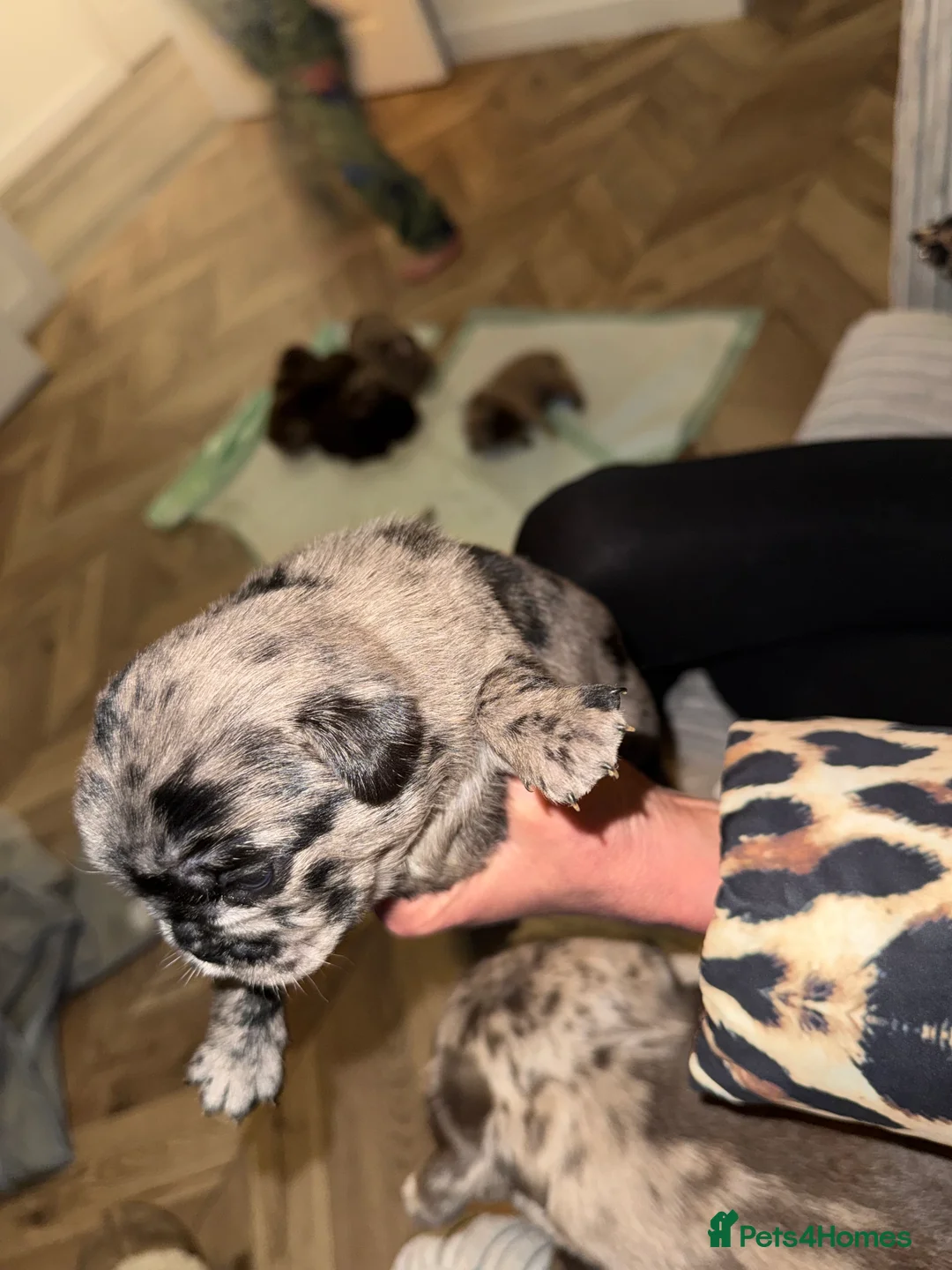 Pug dogs for sale: Merle pugs  - Advert 8