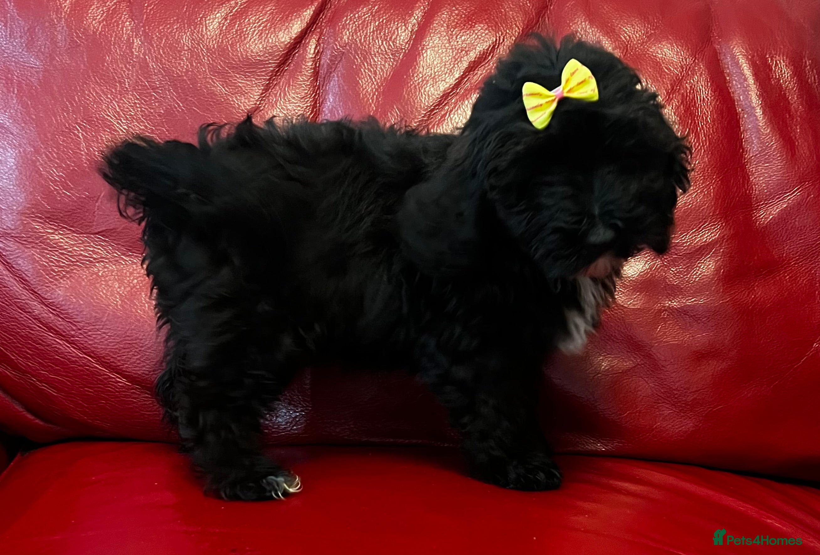 Shihpoo dogs Beautiful Toy Shihpoo Litter - Advert 5