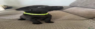 Labrador Retriever Puppy 7
