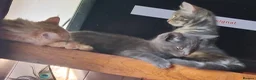 Mixed Breed cats for sale: ⭐️🐈SUPERB BENGAL X RUSSIAN BLUE 🐈⭐️ in Hatfield - Advert 23