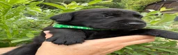 Labrador Retriever dogs for sale: Beautiful KC Black Labrador Retriever Puppies  - Advert 19