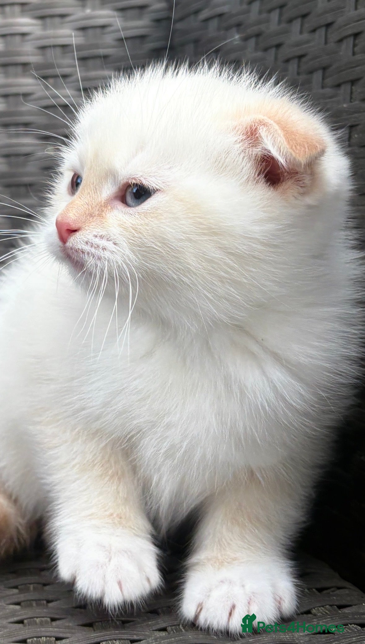 Scottish Fold cats Scottish fold male kitten - Advert 5