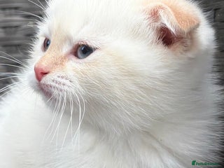 Scottish Fold cats Scottish fold male kitten - Advert 5