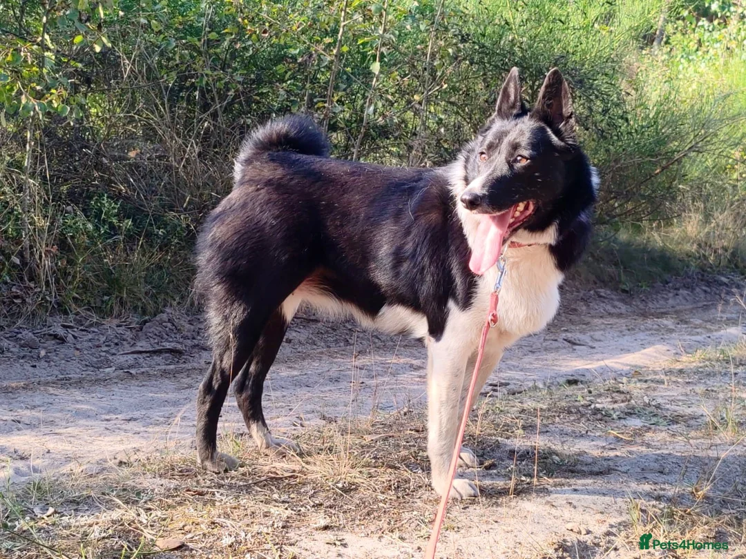 Border Collie dogs for adoption: JULIET – Border Collie (Female) - Advert 2