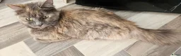 Mixed Breed cats for sale: Diluted Kittens READY for their forever homes  - Advert 5