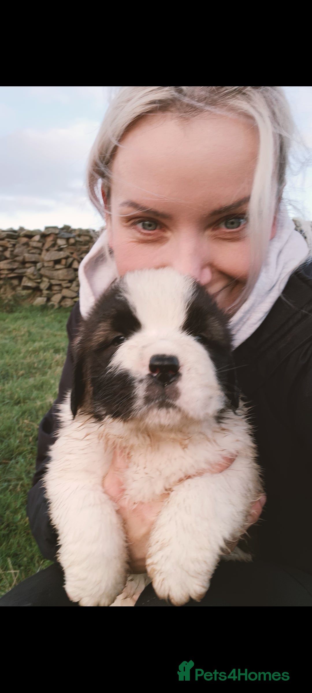 Saint Bernard dogs for sale: Exceptional litter of fabulous quality Saints  - Advert 12
