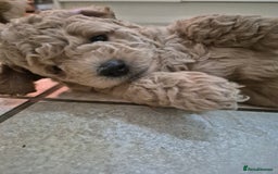 Mixed Breed dogs for sale: *** STUNNING WESTIEPOO PUPS*** - Image 7