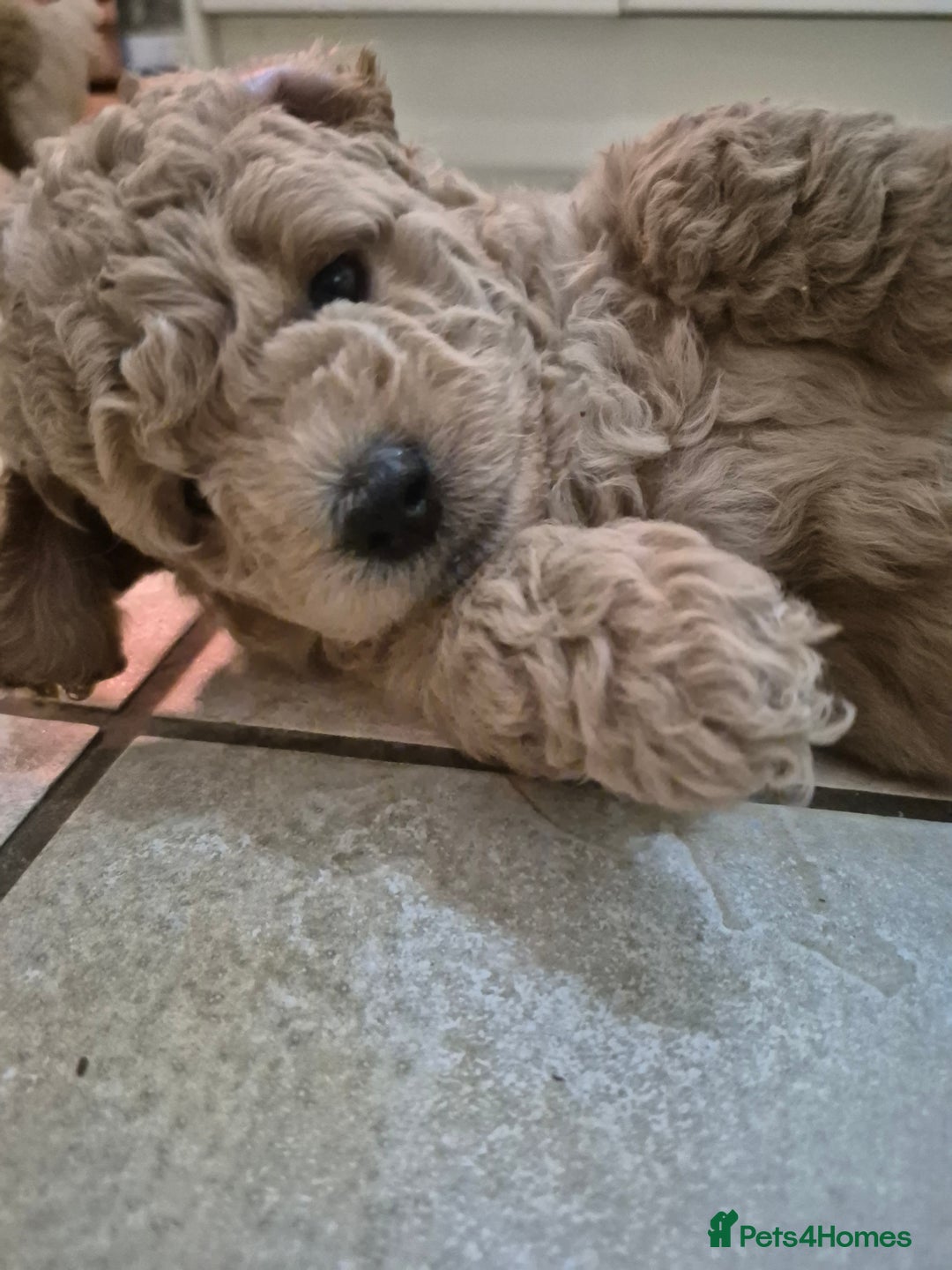 Mixed Breed dogs for sale: *** STUNNING WESTIEPOO PUPS*** - Image 7