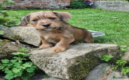 Mixed Breed dogs for sale: Gorgeous Jack Russell x Norfolk terrier pups  - Image 14
