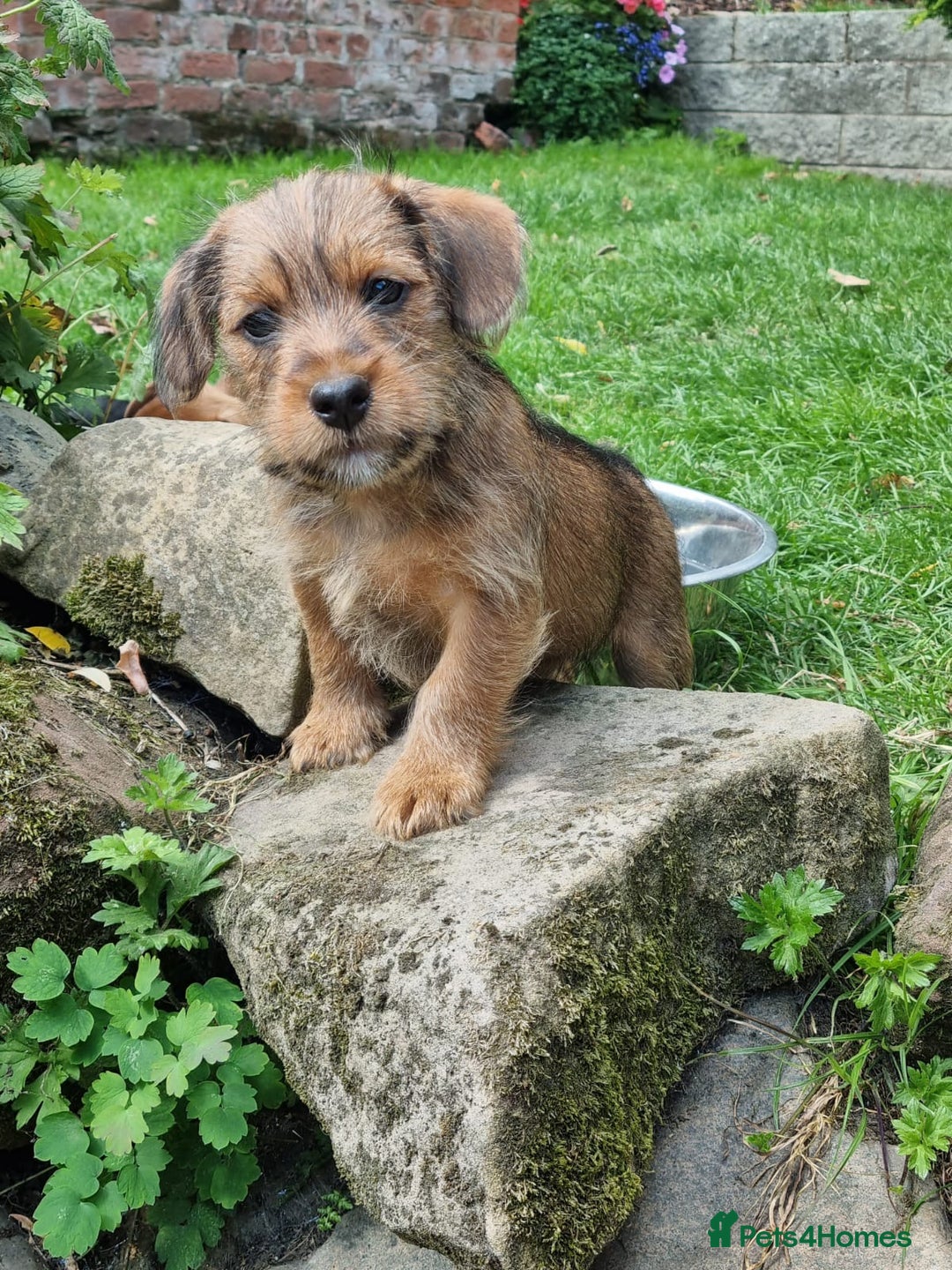 Mixed Breed dogs for sale: Gorgeous Jack Russell x Norfolk terrier pups  - Image 14