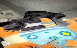 Mixed Breed dogs for sale: Female staffy mixed - Image 2