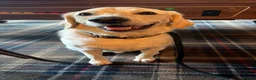 Labrador Retriever dogs for adoption: Loving Rufus - 2 year old  - Advert 2