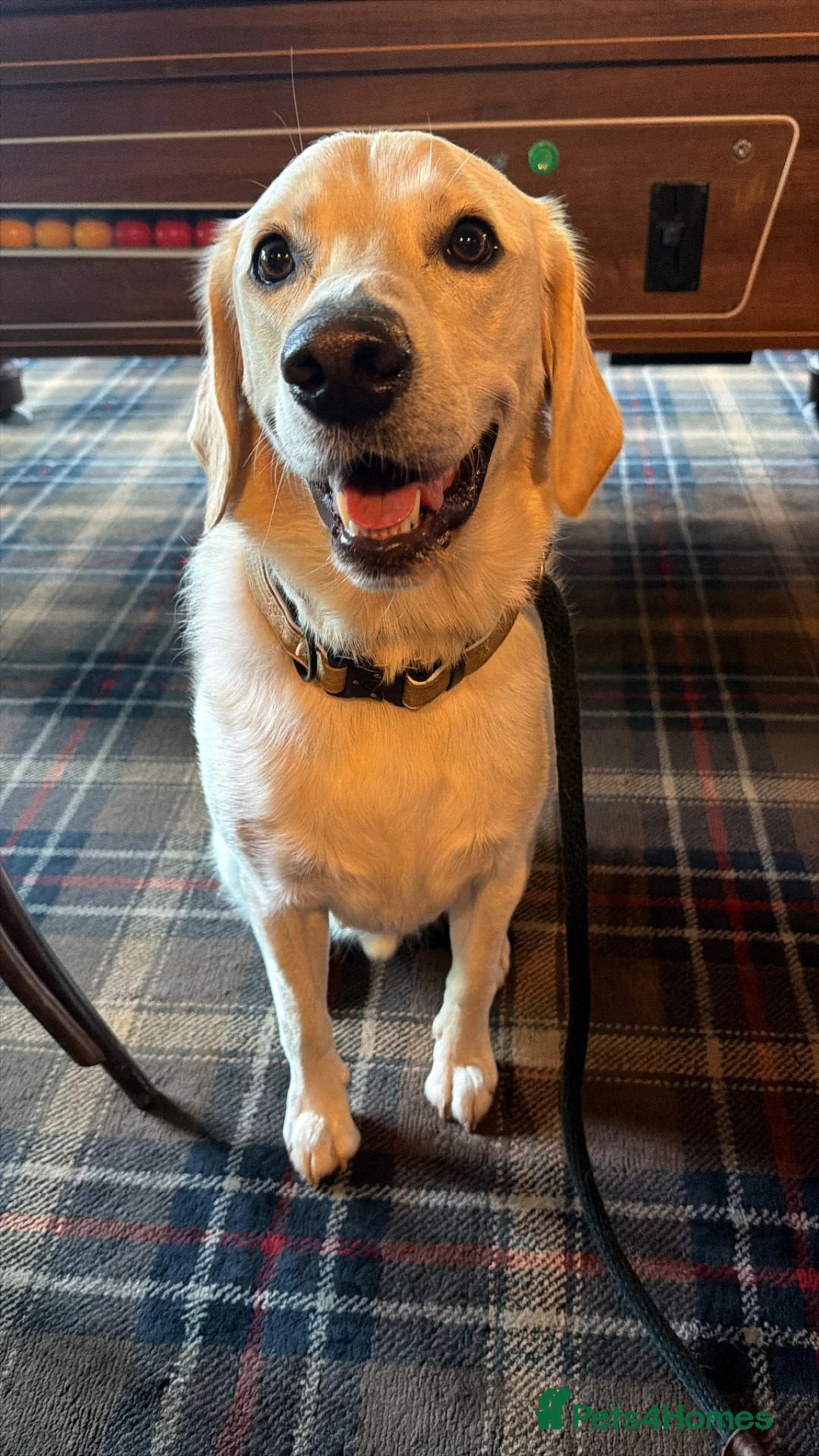 Labrador Retriever dogs for adoption: Loving Rufus - 2 year old  - Advert 2