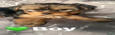 Yorkshire Terrier 2