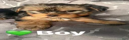 Yorkshire Terrier dogs for sale: Yorkshire terrier puppies  - Advert 4