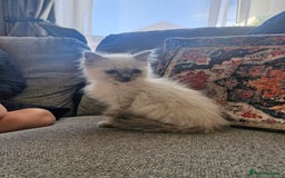 Ragdoll cats for sale: Adorable ragdoll kittens  - Image 5